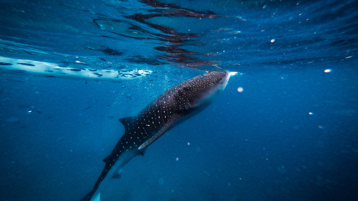 Ultimate Cebu Itinerary