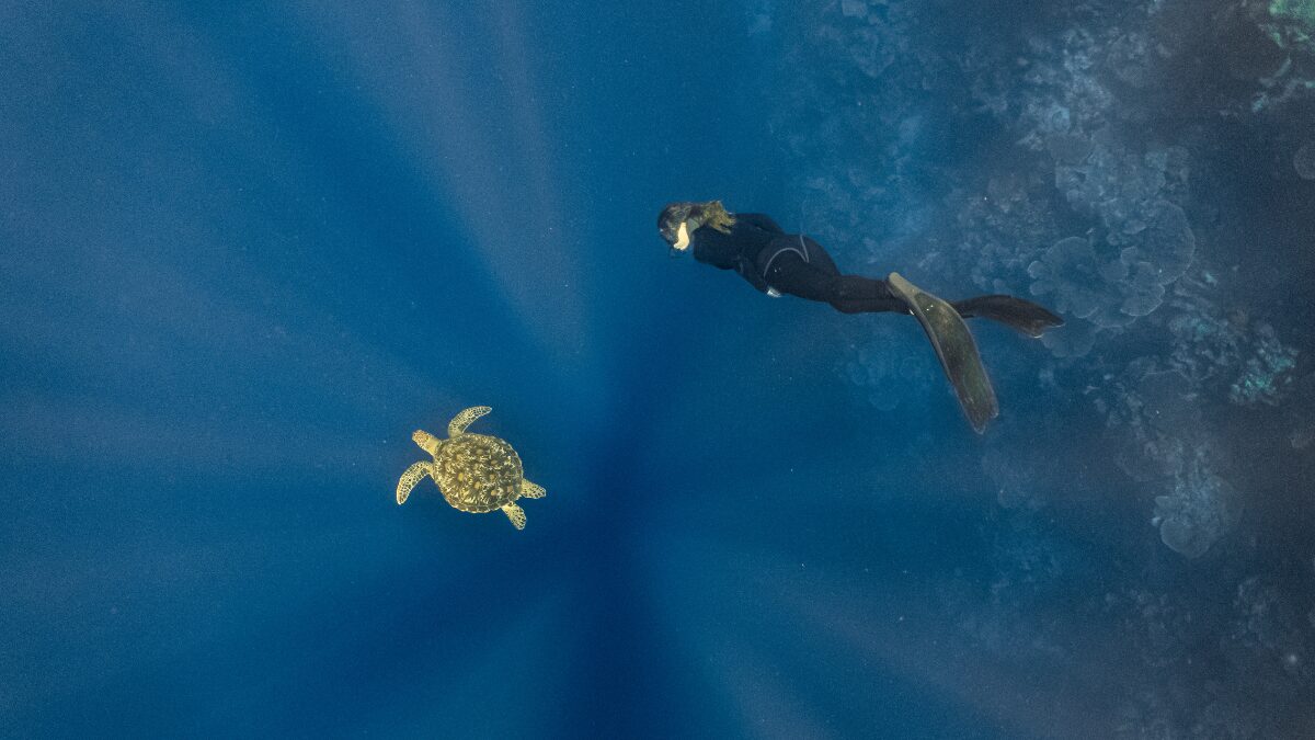 Scuba Diving In Cebu City's Surprisingly Improved Marine Habitat